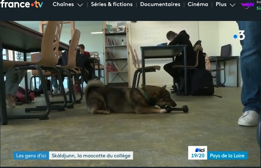 Un chien au CDI… et à la télé !